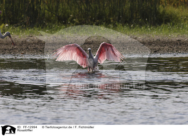 Rosalffler / roseate spoonbill / FF-12994