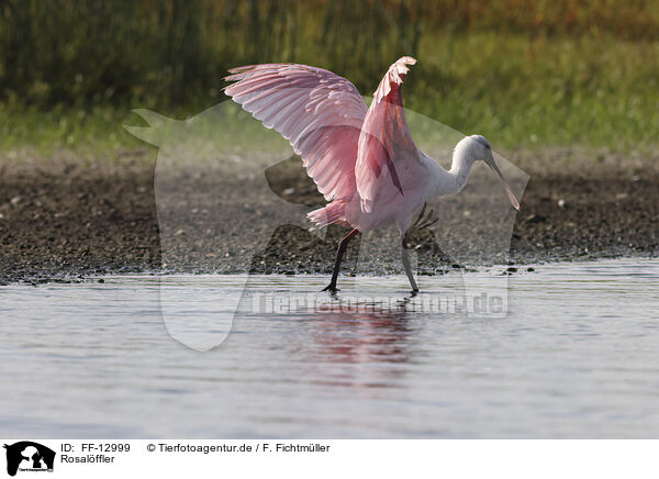 Rosalffler / roseate spoonbill / FF-12999