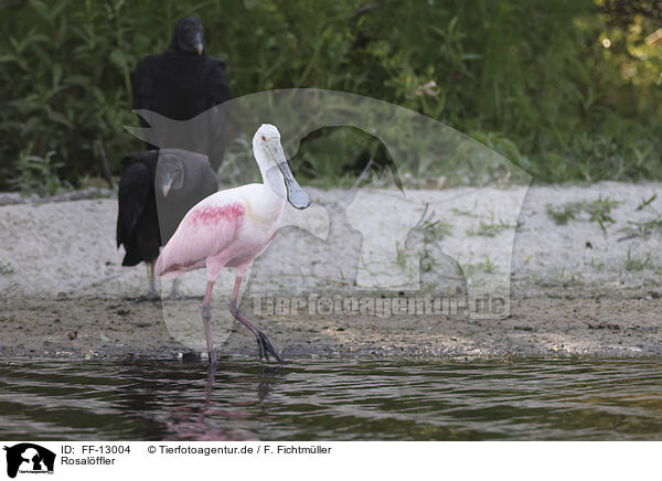 Rosalffler / roseate spoonbill / FF-13004