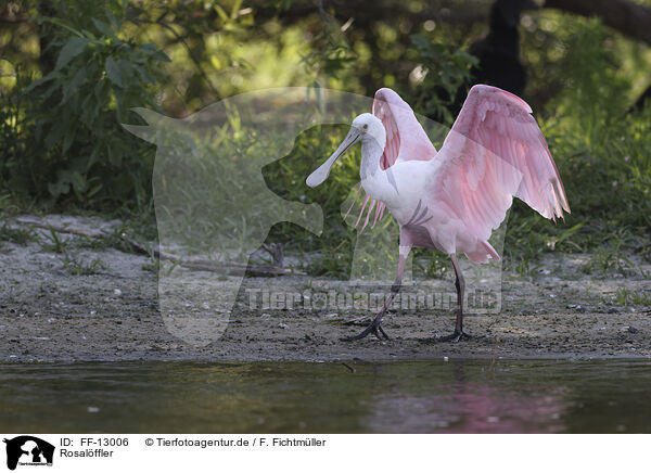 Rosalffler / roseate spoonbill / FF-13006