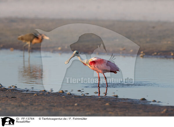 Rosalffler / Roseate Spoonbill / FF-13764