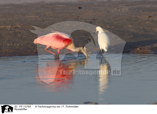 Rosalffler / Roseate Spoonbill / FF-13765