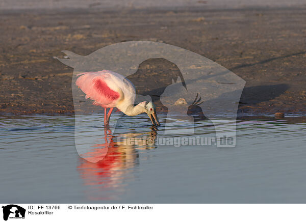 Rosalffler / Roseate Spoonbill / FF-13766