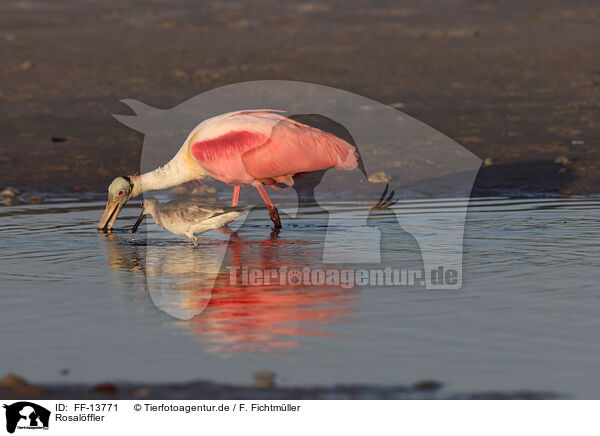 Rosalffler / Roseate Spoonbill / FF-13771