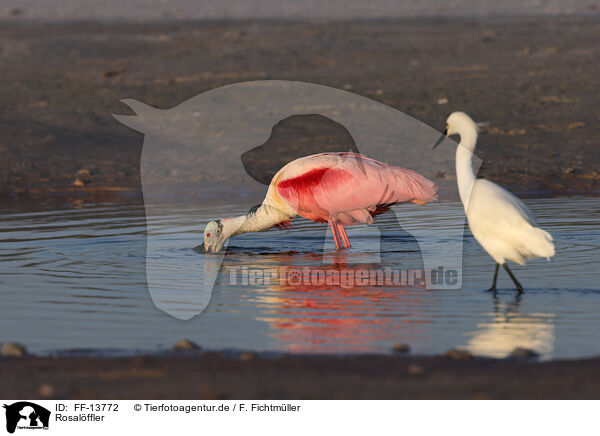 Rosalffler / Roseate Spoonbill / FF-13772