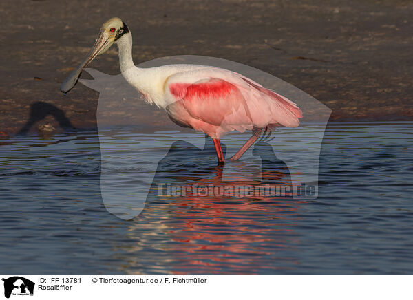 Rosal�ffler / Roseate Spoonbill / FF-13781