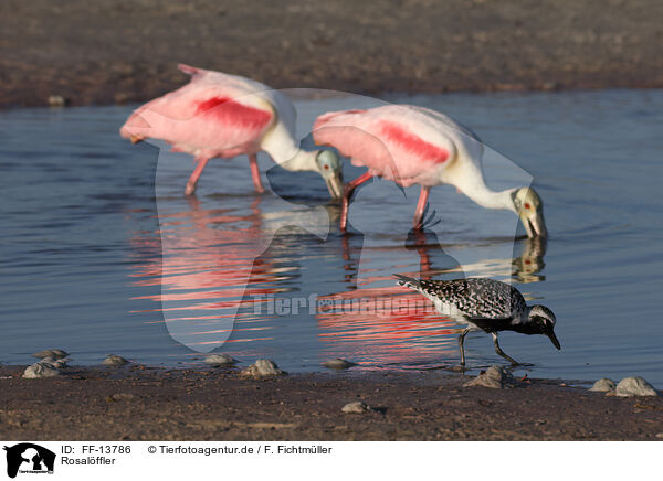 Rosalffler / Roseate Spoonbill / FF-13786