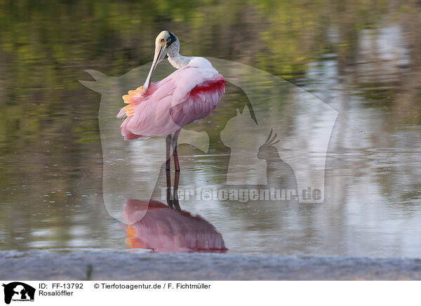 Rosalffler / Roseate Spoonbill / FF-13792