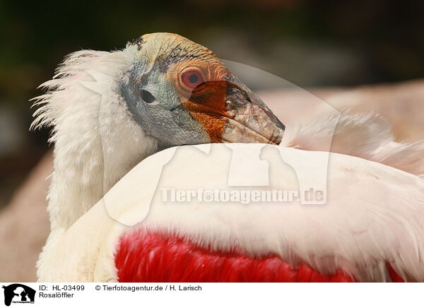 Rosalffler / roseate spoonbill / HL-03499