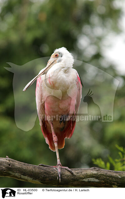 Rosalffler / roseate spoonbill / HL-03500