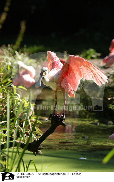 Rosalffler / roseate spoonbill / HL-03580