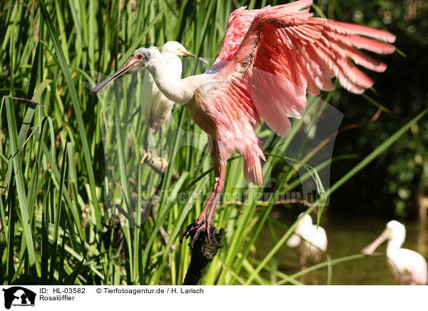 Rosalffler / roseate spoonbill / HL-03582