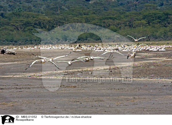 Rosapelikane / white pelican / MBS-01052