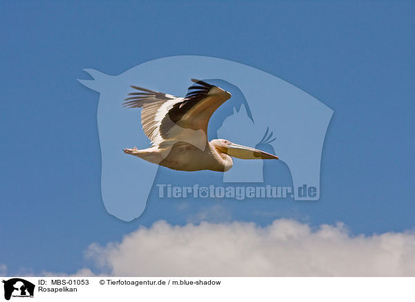 Rosapelikan / white pelican / MBS-01053