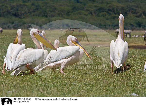 Rosapelikane / white pelican / MBS-01054