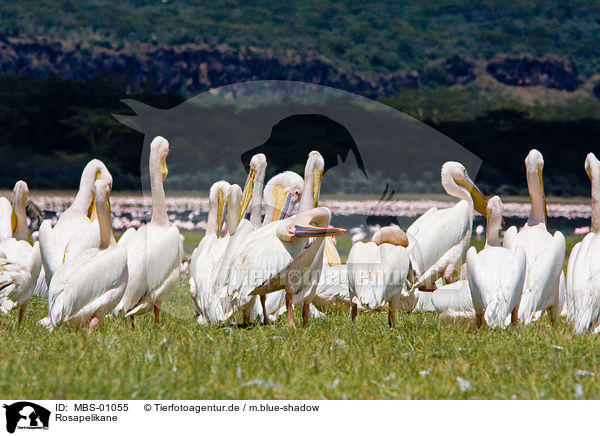 Rosapelikane / white pelican / MBS-01055