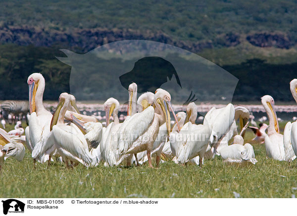 Rosapelikane / white pelican / MBS-01056