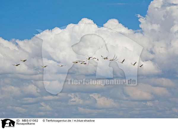 Rosapelikane / white pelican / MBS-01062