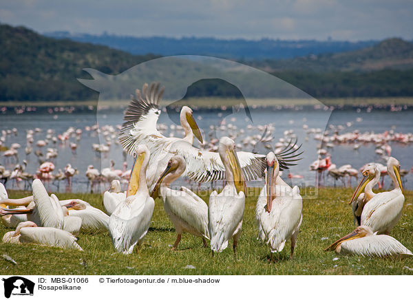 Rosapelikane / white pelican / MBS-01066