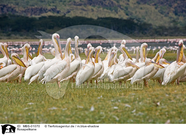 Rosapelikane / white pelican / MBS-01070