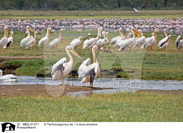 Rosapelikane / white pelican / MBS-01071