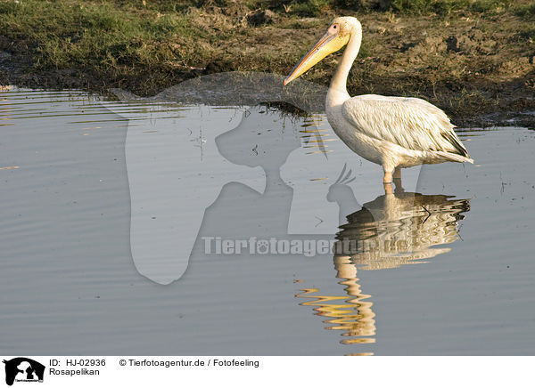 Rosapelikan / eastern white pelican / HJ-02936