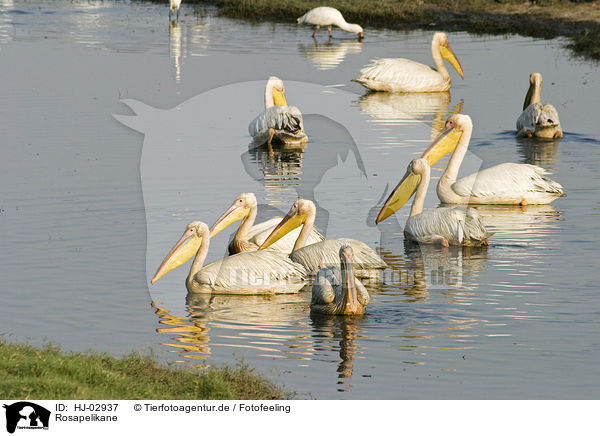 Rosapelikane / eastern white pelicans / HJ-02937