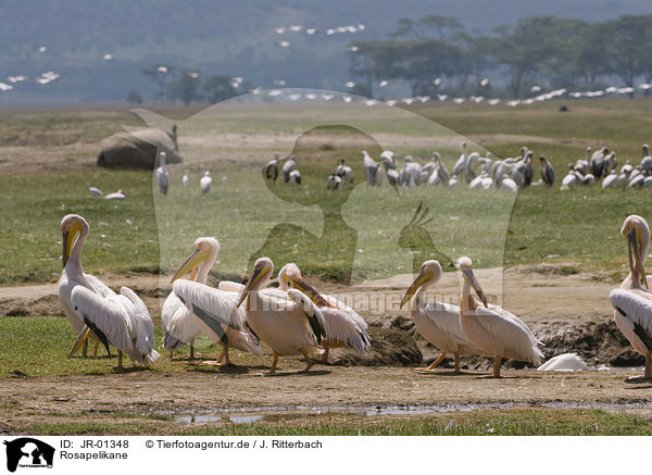 Rosapelikane / great white pelicans / JR-01348