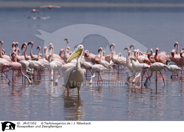 Rosapelikan und Zwergflamigos / great white pelican and lesser flamingos / JR-01352