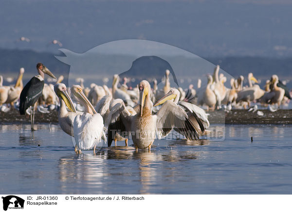Rosapelikane / great white pelicans / JR-01360