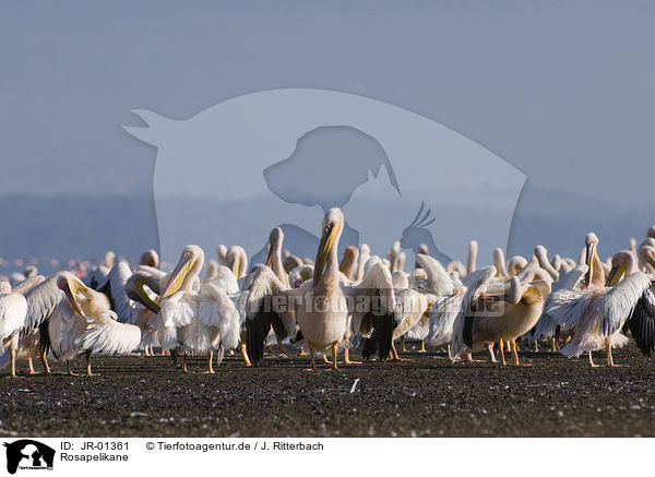 Rosapelikane / great white pelicans / JR-01361