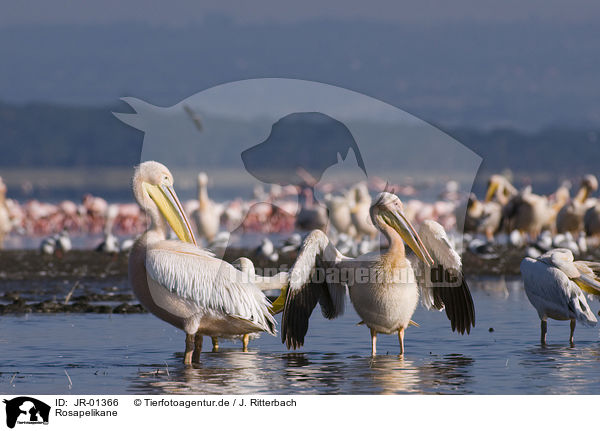 Rosapelikane / great white pelicans / JR-01366