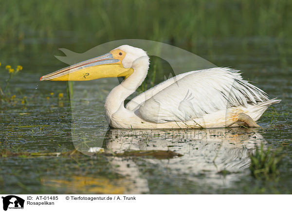 Rosapelikan / great white pelican / AT-01485