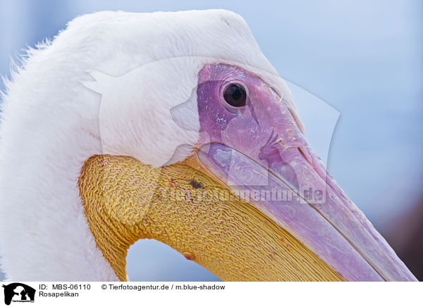 Rosapelikan / eastern white pelican / MBS-06110