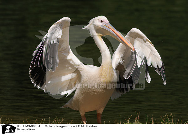 Rosapelikan / great white pelican / DMS-06004
