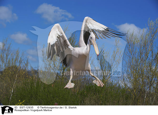 Rosapelikan Vogelpark Marlow / great white pelican Bird Park Marlow / SST-12935