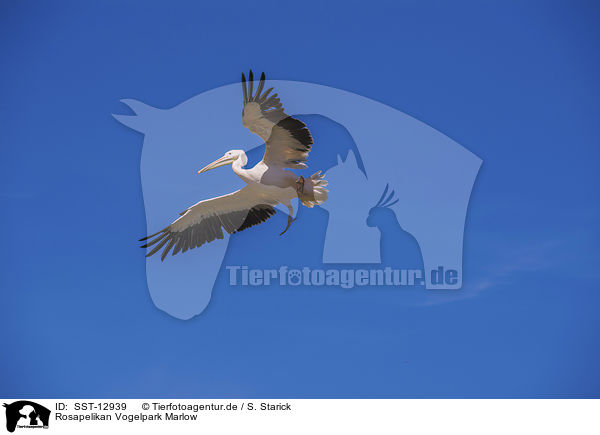 Rosapelikan Vogelpark Marlow / great white pelican Bird Park Marlow / SST-12939