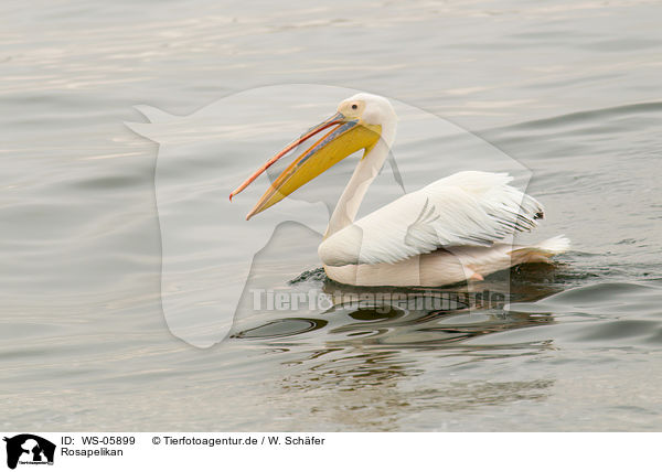 Rosapelikan / rosy pelican / WS-05899
