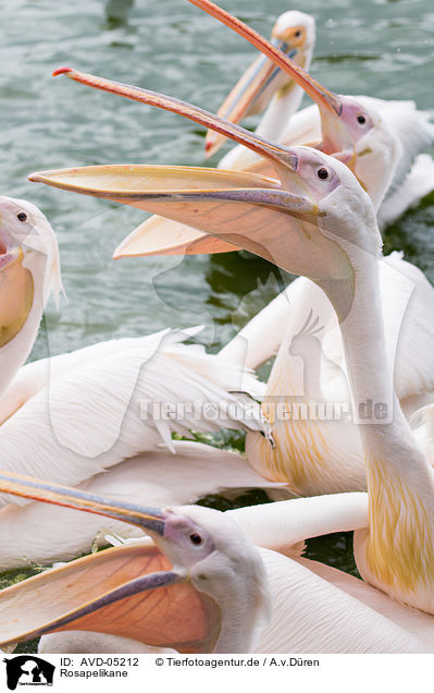 Rosapelikane / rosy pelicans / AVD-05212