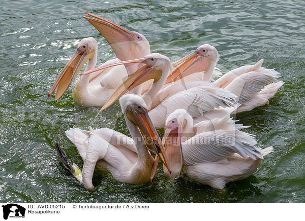 Rosapelikane / rosy pelicans / AVD-05215