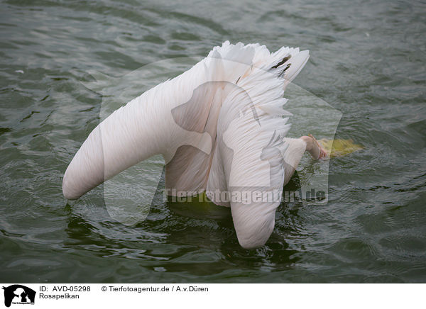 Rosapelikan / rosy pelican / AVD-05298