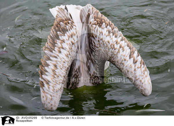 Rosapelikan / rosy pelican / AVD-05299
