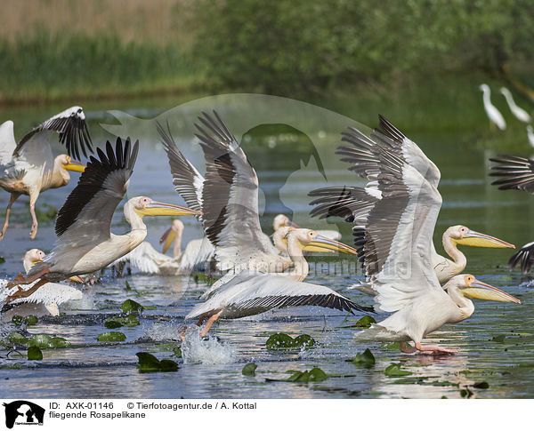 fliegende Rosapelikane / flying Rosy Pelicans / AXK-01146