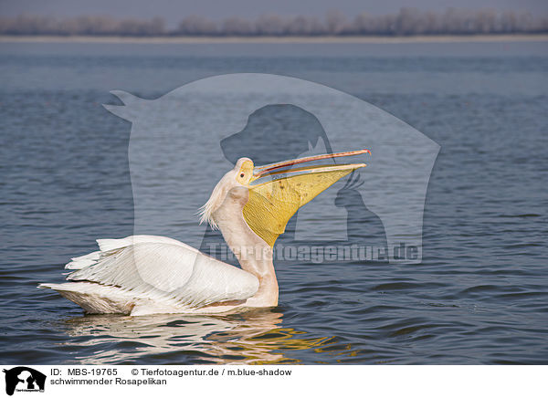 schwimmender Rosapelikan / swimming Great White Pelican / MBS-19765