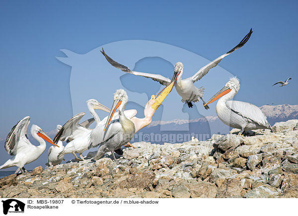 Rosapelikane / Great White Pelicans / MBS-19807