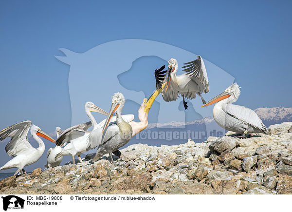Rosapelikane / Great White Pelicans / MBS-19808