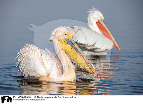 Schwimmende Rosapelikane / swimming Great White Pelicans / MBS-19816