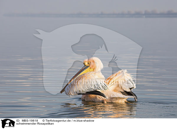 schwimmender Rosapelikan / swimming Great White Pelican / MBS-19818