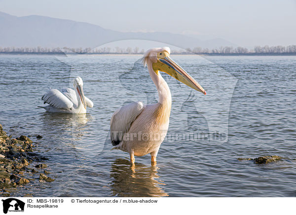 Rosapelikane / Great White Pelicans / MBS-19819