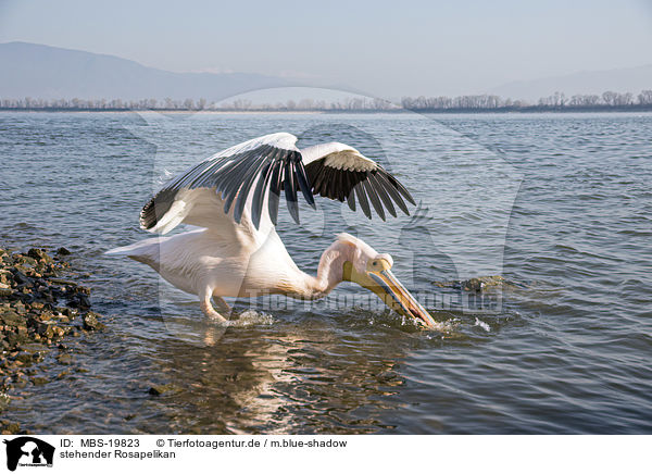 stehender Rosapelikan / standing Great White Pelican / MBS-19823